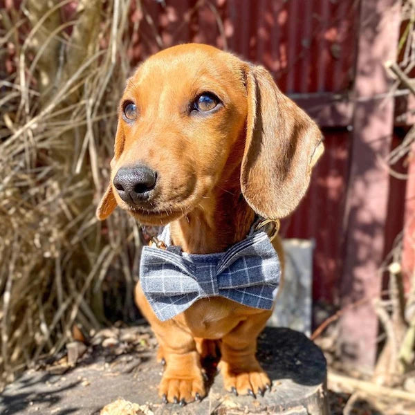 Harvey Dog Collar, Dog Collar & Dog Bowtie (Set) – by The Paw Co.