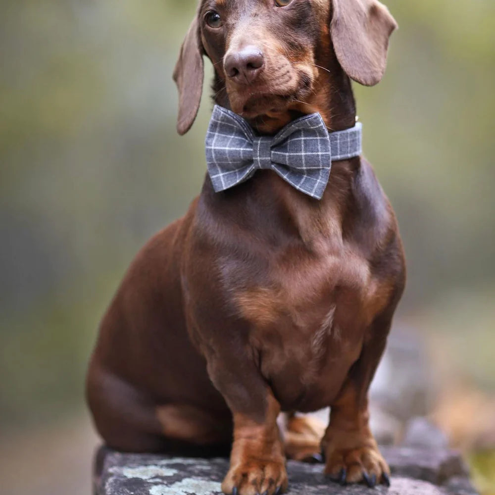 Harvey Dog Collar, Dog Collar & Dog Bowtie (Set) – by The Paw Co.